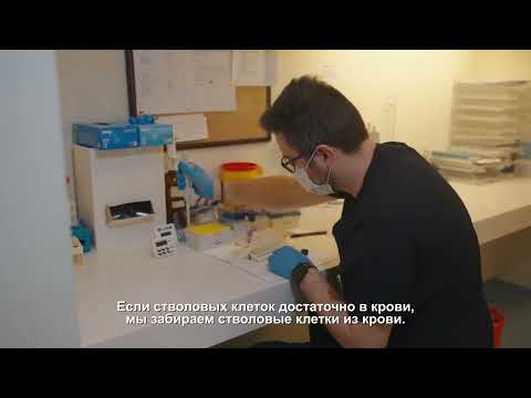 Видео: Трансплантация или пересадка костного мозга