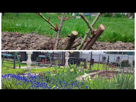 Видео: Апрель Дела в саду. Розы  Реанимация и Жесткая обрезка. Чем занимаемся Личинка короеда и т.д