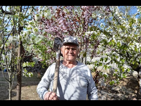 Видео: Яблоня: посадка саженца яблони весной