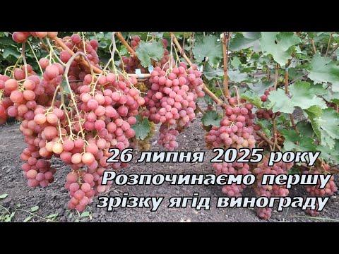 Видео: Перша зрізка ягід винограду 2025