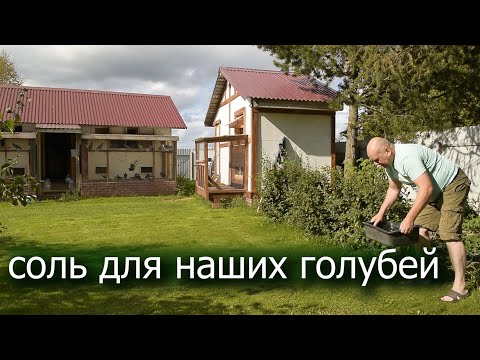 Видео: Банный день для наших голубей. Август 2025 года.