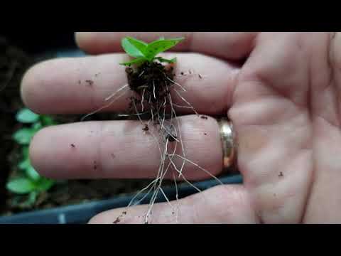 Видео: Пикировка эустомы, серия кармен 