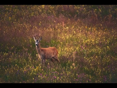 Видео: Сърни в Рила