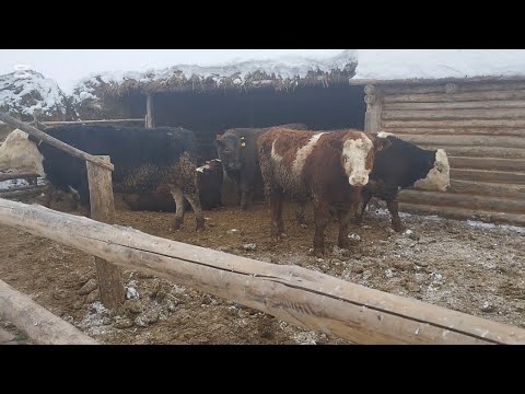 Видео: Бордақы бұқалардың салмағын қалай білеміз?