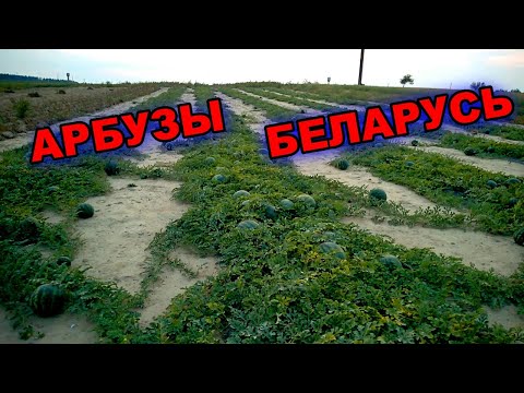 Видео: Арбузы Волковыск . Личный рекорд.