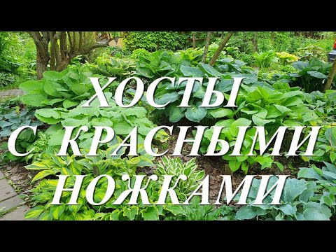 Видео: Обзор моих хост с красными ножками