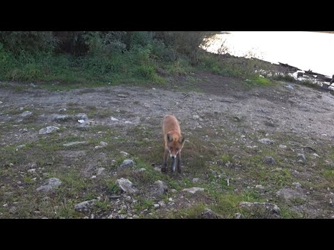 Видео: Бешеный клёв пассивного окуня! Микроджиг на Оке! Рыбалка осенью!