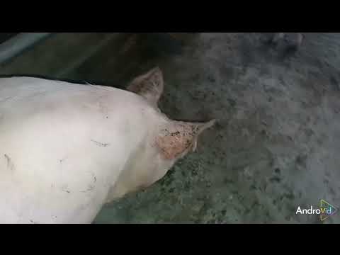 Видео: ##какую породу свиней выбрать для откорма ##напыляем потолок полиуретановым утеплителем полинор##