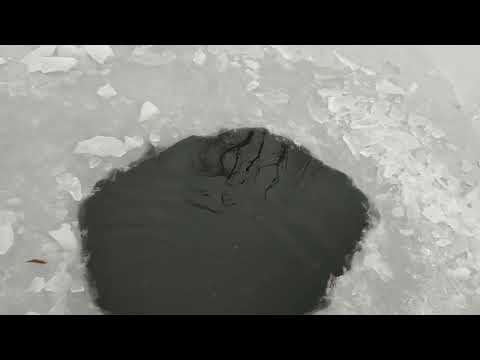 Видео: Самый лучший живой корм для аквариумных рыб в холодную РУССКУЮ зиму и как всегда бесплатно !