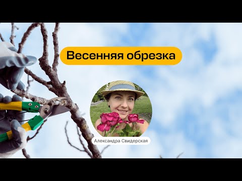 Видео: Весенняя обрезка | Запись прямого эфира школы «Умный садовник»