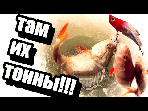 Видео: ОНИ ЛЕЗУТ В ЛУНКУ ЗА БЛЕСНОЙ!!! САМЫЙ ОКУЕННЫЙ КЛЁВ 2023 !!!