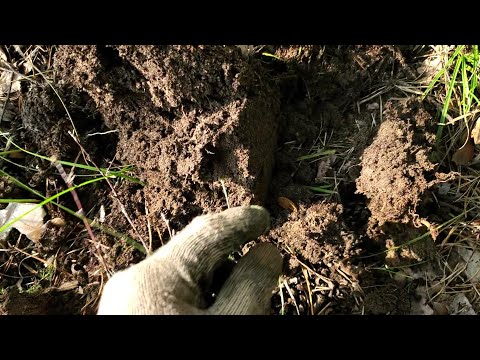 Видео: Накопал советских монет