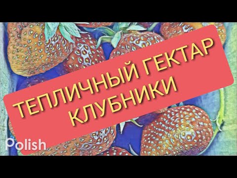 Видео: Сколько стоит гектар Клубники!