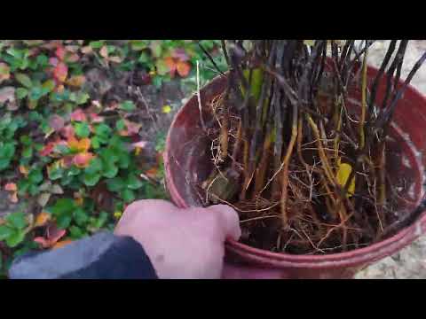 Видео: Результат работы с подвоем S1айва.