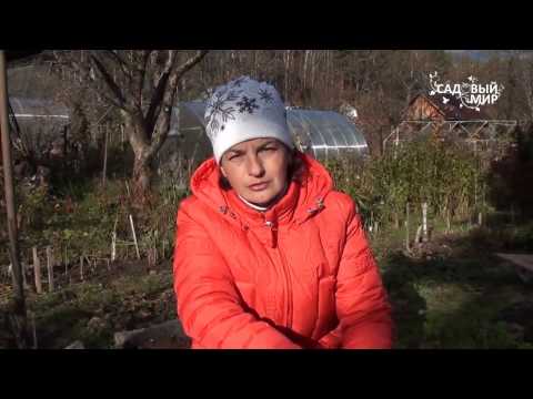 Видео: Посадка лука севка. Сайт "Садовый мир"