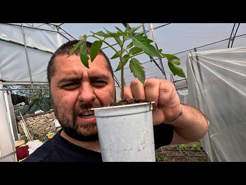 Видео: ОТ СЕМЕ ДО ГРАДИНА: КАК ПРАВИМ РАЗСАД И ПИКИРАМЕ ПРАВИЛНО? 🌿👩‍🌾