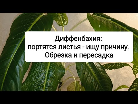 Видео: У диффенбахии портятся листья - ищу причину. Обрезка и пересадка