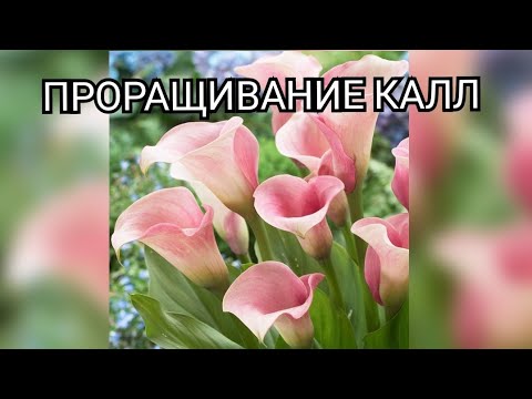 Видео: ПРОРАЩИВАНИЕ КАЛЛ. КАК ПОСАДИТЬ КЛУБНИ ПРАВИЛЬНО.