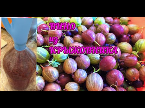 Видео: ВИНО из КРЫЖОВНИКА! Вкус бесподобный! Укрепляем иммунитет!