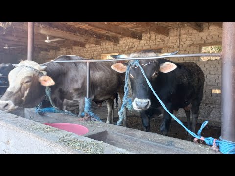 Видео: БУКАПАРВАРИ ДАР ШАРОИТИ ХОНА. 10 июля 2024 г.