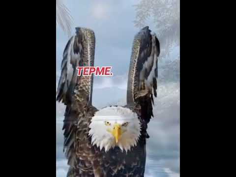 Видео: Мағыналы терме##