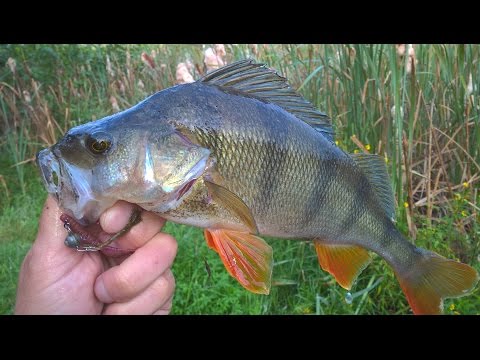 Видео: Мормышинг или наноджиг.