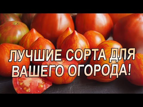 Видео: ЛУЧШИЕ СОРТА ТОМАТОВ ДЛЯ ВАШЕГО ОГОРОДА!