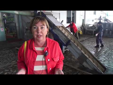 Видео: Как отжимают оливковое масло на фабриках Турции