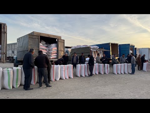 Видео: ХОРАЗМ ХАЗАРАСП ОПТОМ ГУРУЧ ЯНГИ НАРХЛАРИ 21 октября 2025 г.