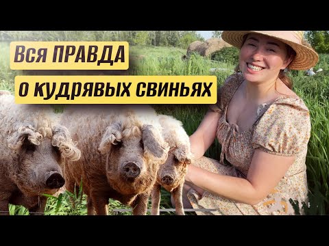 Видео: Свиньи Венгерская-Мангалица: мифы или реальность? Наш ТРЕХЛЕТНИЙ опыт