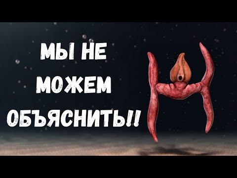 Видео: Самые Странные Вымершие Существа, Когда-Либо Найденные