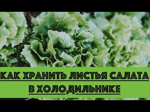 Видео: Как хранить листья салата в холодильнике?