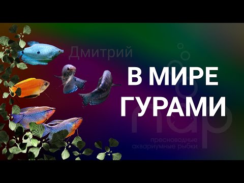 Видео: В мире гурами.