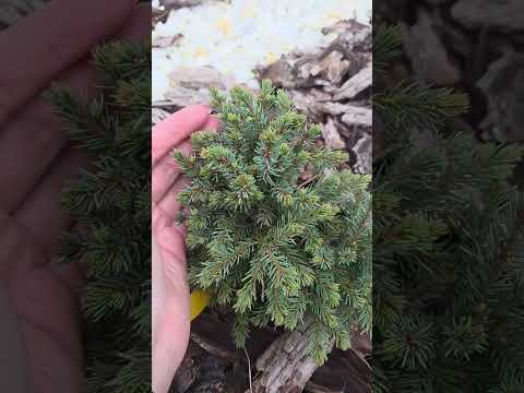 Видео: 2 ноября 2025 г.