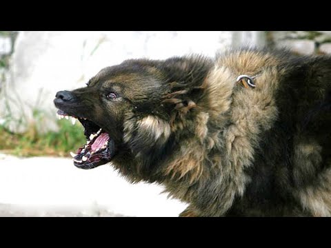 Видео: КАВКАЗСКАЯ ОВЧАРКА В ДЕЛЕ! Огромный, лохматый и абсолютно бесстрашный ВОЛКОДАВ!