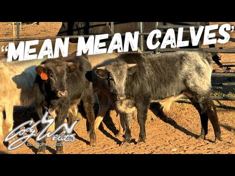 Видео: Злые и злые телята - За желобами #149