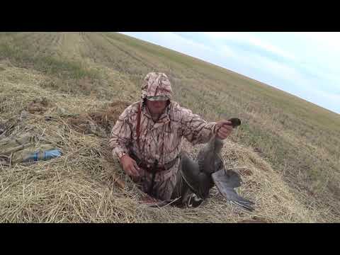 Видео: Охота на гуся в Казахстане 2019 г.