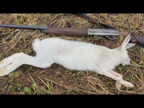 Видео: Осенняя охота 2024. Тетерев, зайц