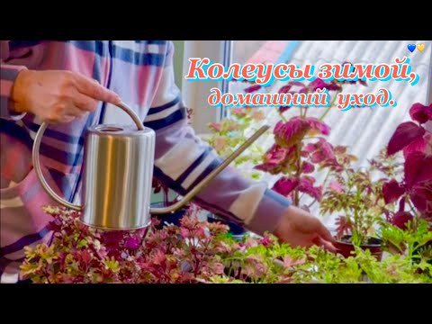 Видео: Колеусы зимой, мой уход и выращивание дома.