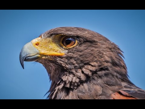 Видео: Соколиная охота: дрессировка ястребов Харриса #соколинаяохота