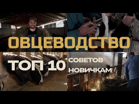 Видео: Что нужно знать начинающему овцеводу | 10 главных вопросов фермеру
