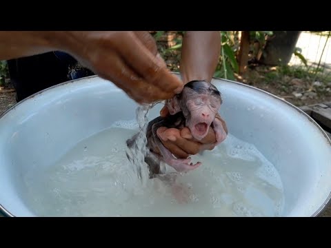Видео: ПРИЧИНА, ПО КОТОРОЙ Я НЕ ВЗЯЛ ДЕТЕНЫША ОБЕЗЬЯНКИ С КРОШЕЧНЫМ ХВОСТОМ