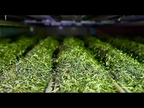 Видео: Удивительный процесс приготовления японского чая: как чайные листья попадают в вашу чашку