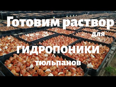 Видео: Секретный раствор для гидропоники тюльпанов. Наводим вместе