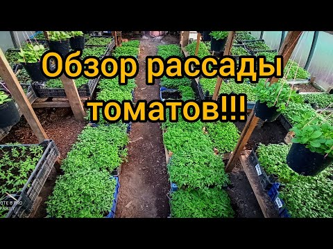 Видео: Способы выращивания рассады томатов в больших объемах на продажу!!!