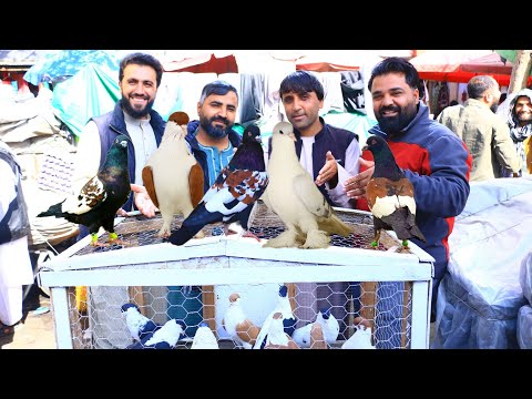 Видео: Продайте голубя за 6250 долларов в Кабуле | Расшифровка энтузиазма голубей от Наджибуллы Зорхана