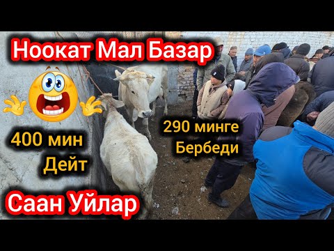 Видео: Ноокат Мал Базар  Саан Уйлар 400 мин дейт 😱😱 2 Ноябрь  
