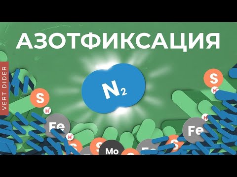 Видео: Азотфиксация: вы недооцениваете этот процесс [Clockwork]