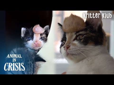 Видео: Большой комок на лбу кошки оказывается... л Kritter Klub