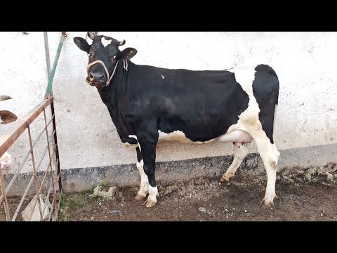 Видео: Молбозори душанбе нархи гови зоти ширте сиёхало бехтарин новинка барача гусфанд